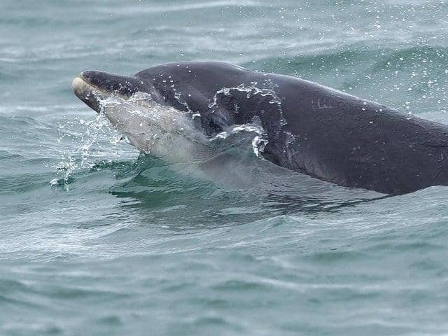 A pod of bottlenose dolphins has been spotted along the North East coast. Photo: Stuart Baines