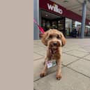 Meet Jazz the cockapoo, who has been names ‘Paw Manager’ of South Tyneside Wilko store.
