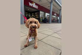 Meet Jazz the cockapoo, who has been names ‘Paw Manager’ of South Tyneside Wilko store.