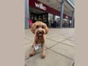 Meet Jazz the cockapoo, who has been names ‘Paw Manager’ of South Tyneside Wilko store.