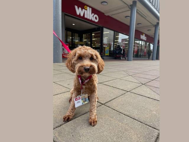 Meet Jazz the cockapoo, who has been names ‘Paw Manager’ of South Tyneside Wilko store.