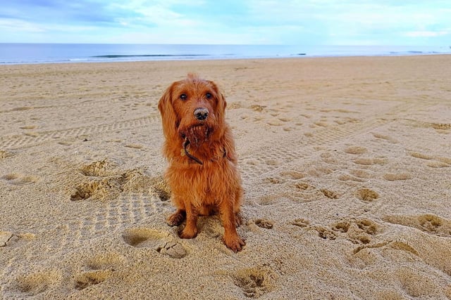 Walkies on the beach! Leave behind only your paw prints ...