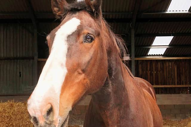 Pilot was loved by humans and horses alike.