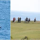 Bottlenose dolphin spotted off the coast of Marsden Bay as walkers top to watch special sighting.