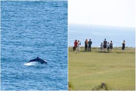 Bottlenose dolphin spotted off the coast of Marsden Bay as walkers top to watch special sighting.