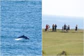 Bottlenose dolphin spotted off the coast of Marsden Bay as walkers top to watch special sighting.