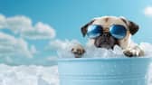 Keep hot dogs and pets cool (photo: adobe)