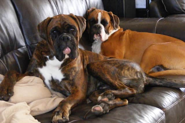 Alan said that his other dog, Henry (front), knows something is wrong and is missing Cooper.