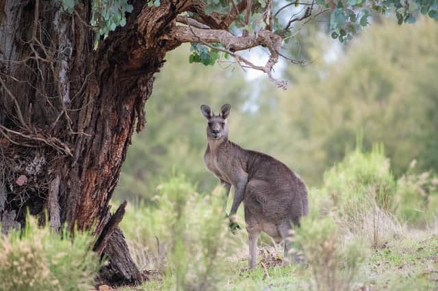 "Quick, hide behind this tree. Your dad will never find you here..."
