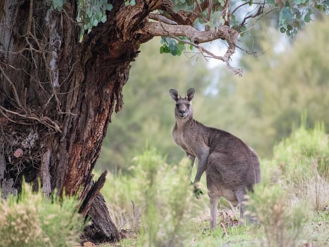 "Quick, hide behind this tree. Your dad will never find you here..."