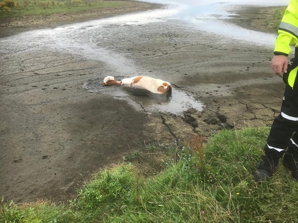 Dramatic pictures show how firefighters rescue calf stuck up to its ...