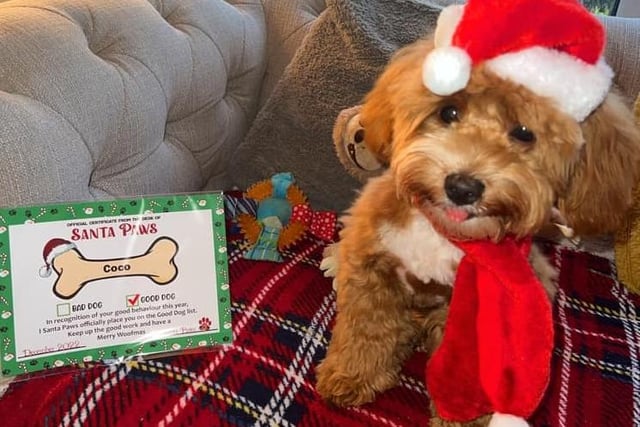 Chi-Poo Coco is 29 weeks old - and Santa Paws himself has handed down a Good Dog award.