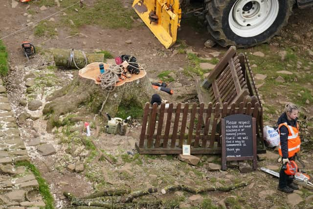 Work begins in the removal of the felled Sycamore Gap tree, on Hadrian's Wall in Northumberland