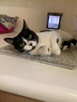 Missie is a friendly black and white female cat who around two and a half years old. Missie was pregnant when she entered the care of the RSPCA and unfortunately none of her kittens survived. She has lived with other cats before.