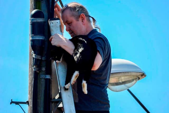 After attempts to coax the furry feline down with treats proved futile, a brave rescuer used a ladder to reach him. Picture by Alex Elliott / NNP