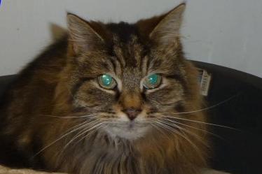 Leo is 13 years old came to the centre with his friend Mo; ideally staff would like to keep them together.  He was a little unsettled at first but is now much happier.  Leo has tested negative for FIV & Felv, is vaccinated and has been micro-chipped.