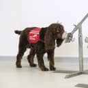 A sniffer dog involved in the project