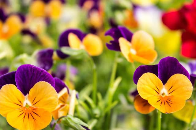Yellow and violet primroses (photo: Adobe)