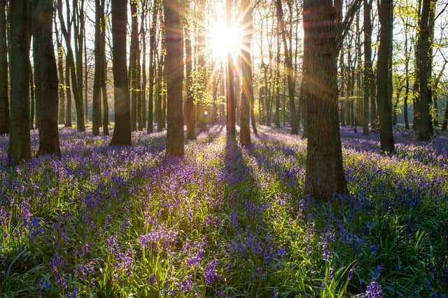 The aim is to create large swathes of tree canopy across the region