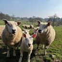Farm animals