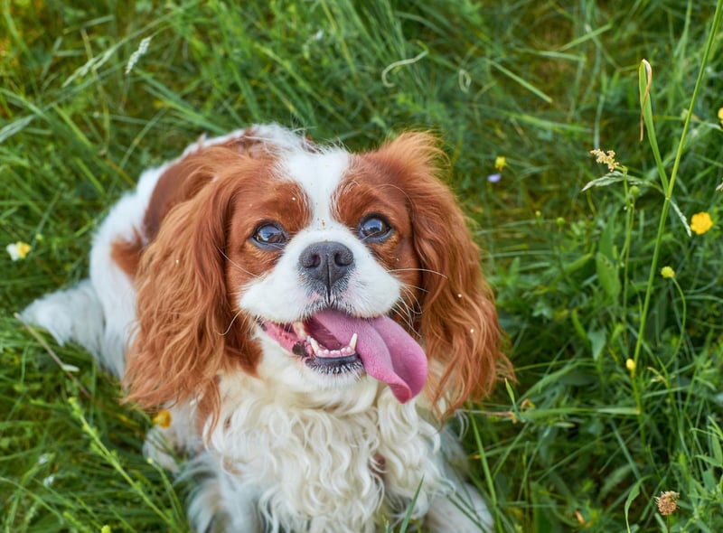 When it comes to the Cavalier King Charles Spaniel, the main motivation is an overriding eagerness to please its owners. Even if one of these beautiful dogs does have a wee nip, when it realises it has displeased its owners, it's unlikely to do it again.