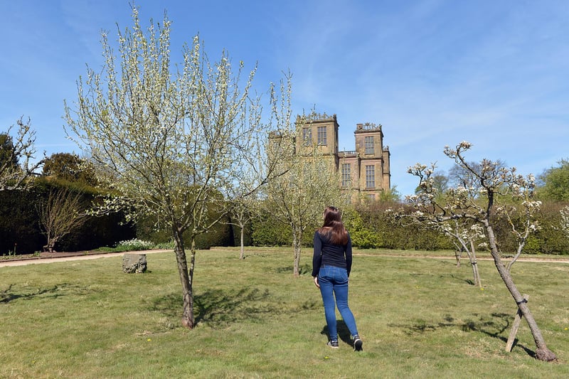 Hardwick's fruiting orchard.