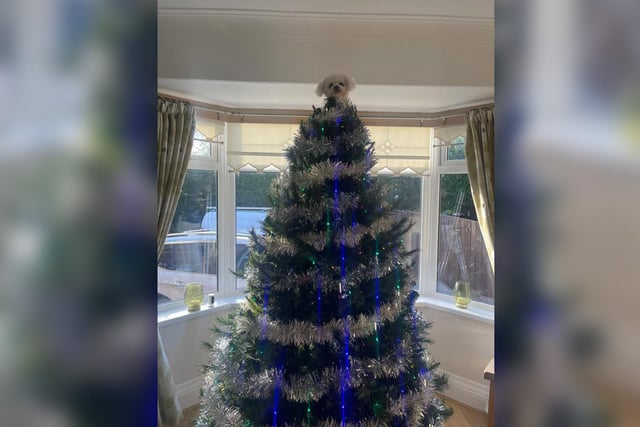 Sky the dog is one of the best Christmas tree toppers we have seen! She's a total star.