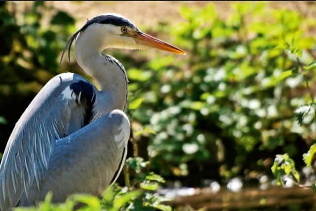 Grey herons are just one of the highlights at Washington Wetland Centre.