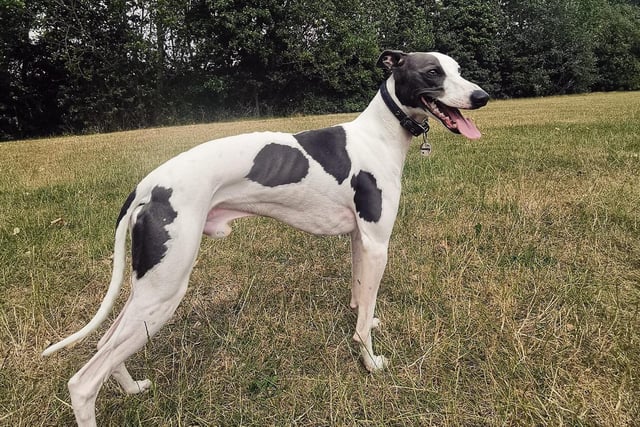 It's International Dog Day - and Sonny the Whippet is ready for walkies! Who's coming?