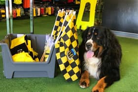 Simba chilling out near some of the Hebburn Town Wembley stock in Bolam Premier Sports, run by Hebburn Town FC manager Kevin Bolam