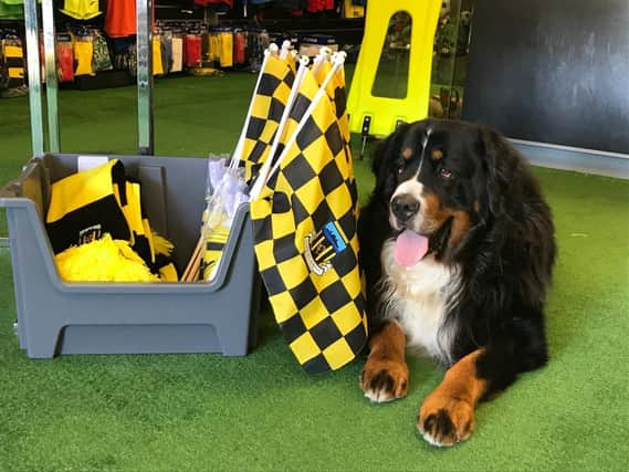 Simba chilling out near some of the Hebburn Town Wembley stock in Bolam Premier Sports, run by Hebburn Town FC manager Kevin Bolam