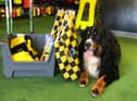 Simba chilling out near some of the Hebburn Town Wembley stock in Bolam Premier Sports, run by Hebburn Town FC manager Kevin Bolam