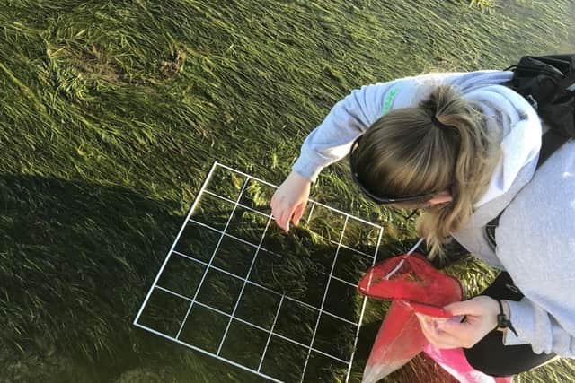 Collecting seagrass seeds on Lindisfarne