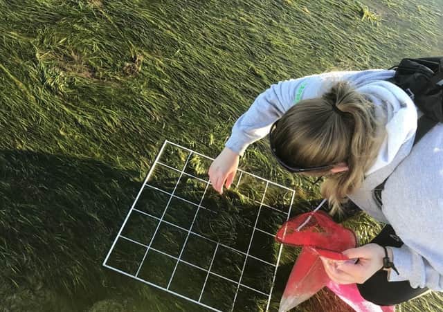 Collecting seagrass seeds on Lindisfarne
