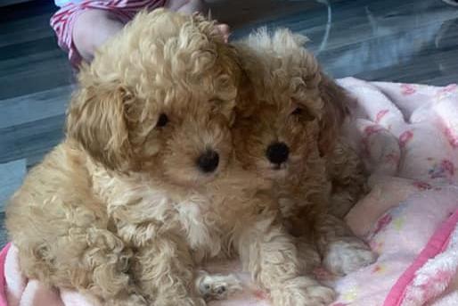 Skye Tracey said: "Beau and Belle, 10 week old toy poodles. We went to buy and collect one dog and ended up leaving with Beau’s sister Belle too as we just couldn’t leave her on her own. Best thing we have done, bringing them home together.”
