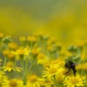 North East set for "very high" pollen count over the coming days. (Photo by Dan Kitwood/Getty Images)
