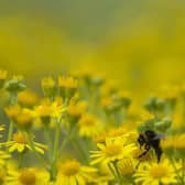 North East set for "very high" pollen count this weekend according to Met Office predictions  (Photo by Dan Kitwood/Getty Images)