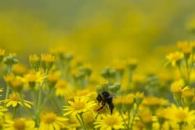 North East set for "very high" pollen count over the coming days. (Photo by Dan Kitwood/Getty Images)