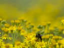 North East set for "very high" pollen count this weekend according to Met Office predictions  (Photo by Dan Kitwood/Getty Images)