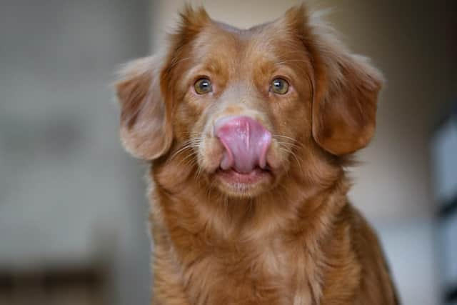 Your dog may like the look of a Christmas dinner but not everything on the plate is good for them