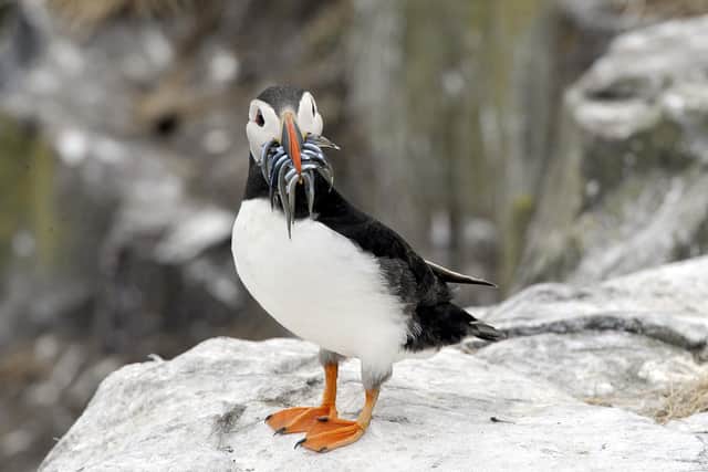 A puffin on the Farne Islands with its beak full of sand eels. Picture by Jane Coltman