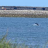 Dolphins breaching at Sandhaven Beach