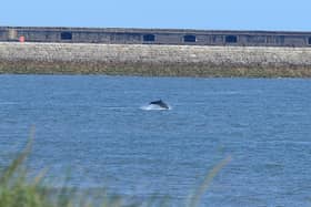 Dolphins breaching at Sandhaven Beach