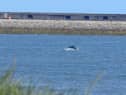 Dolphins breaching at Sandhaven Beach