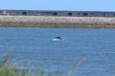 Dolphins breaching at Sandhaven Beach