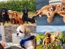 It's International Dog Day - so let's celebrate some pets from across the North East.