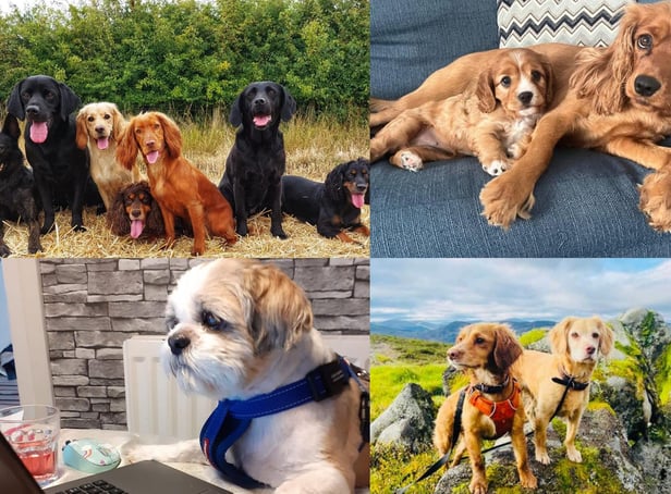 It's International Dog Day - so let's celebrate some pets from across the North East.