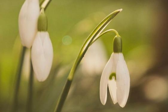 We love this shot of snow drops from @_hollyburtonphotography