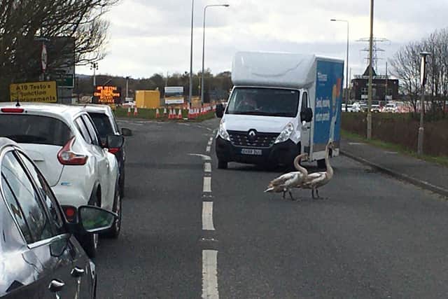 Swans crossing the A184 near Boldon.