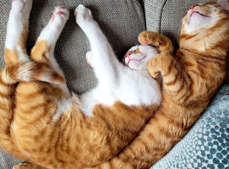 Teddy and Milo catch 40 winks and enjoy a cuddle too.